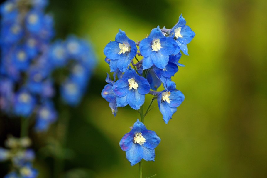 Дельфиниум Астолат розовый