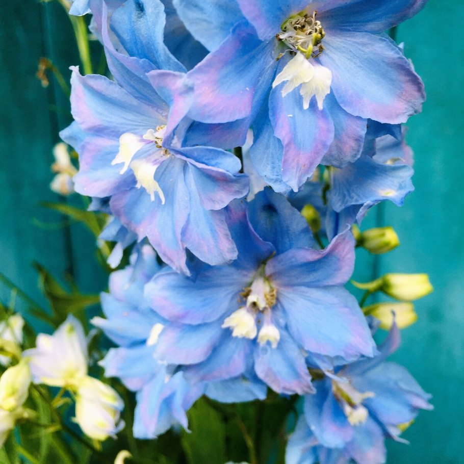 Дельфиниум Баттерфляй