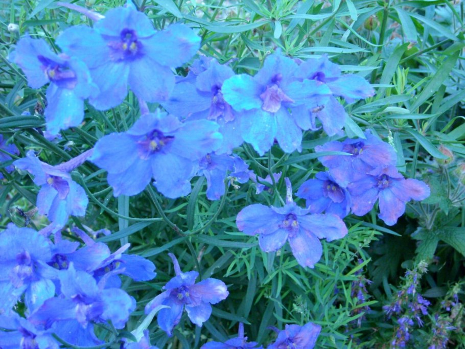 Живокость крупноцветковая (Delphinium grandiflorum)