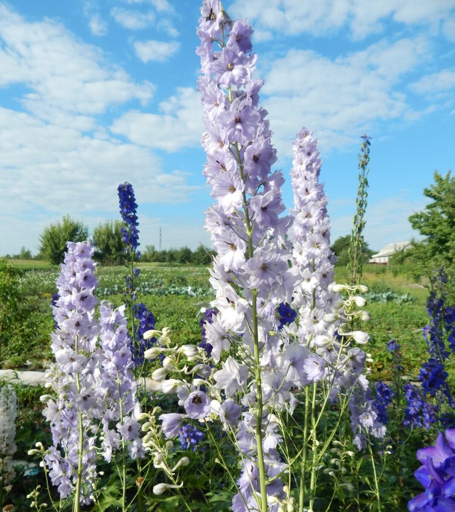 Живокость крупноцветковая