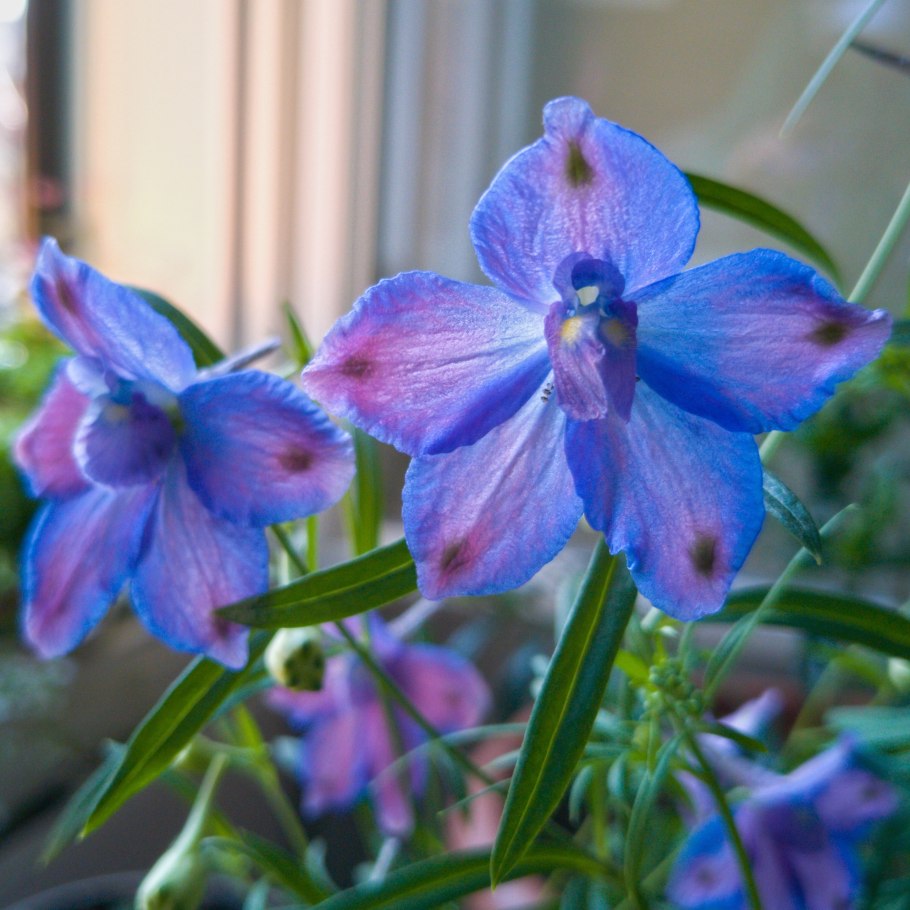 Дельфиниум Аякса Ларкспур