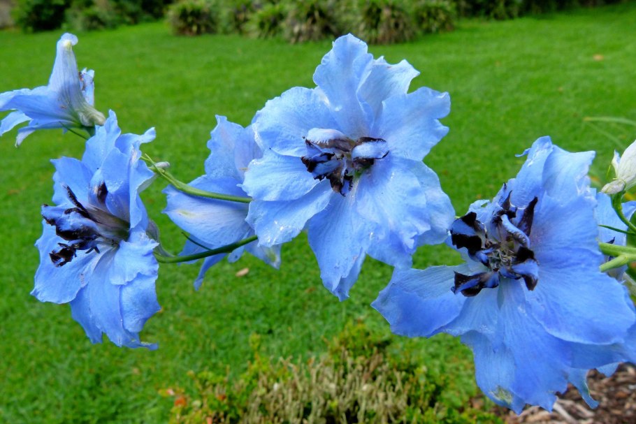 Дельфиниум Блю Индульгенс