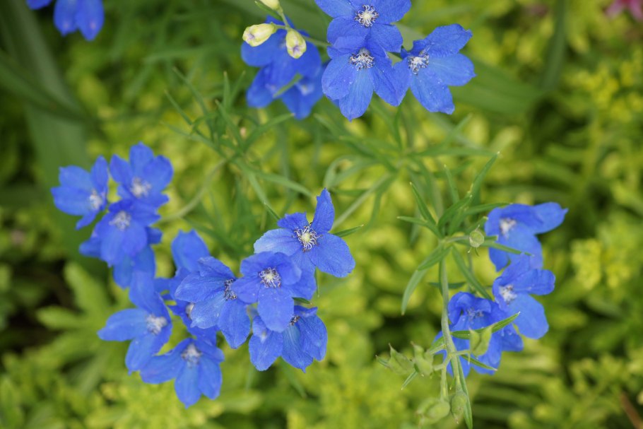 Дельфиниум грандифлора