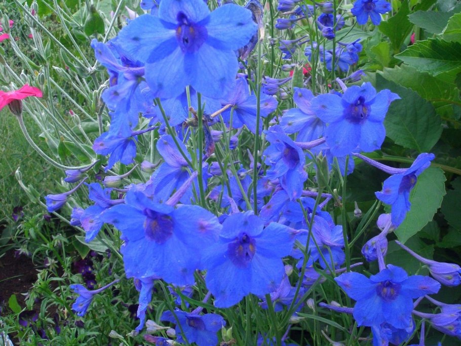 Живокость крупноцветковая (Delphinium grandiflorum)