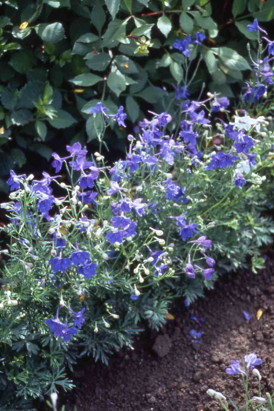 Дельфиниум голубой