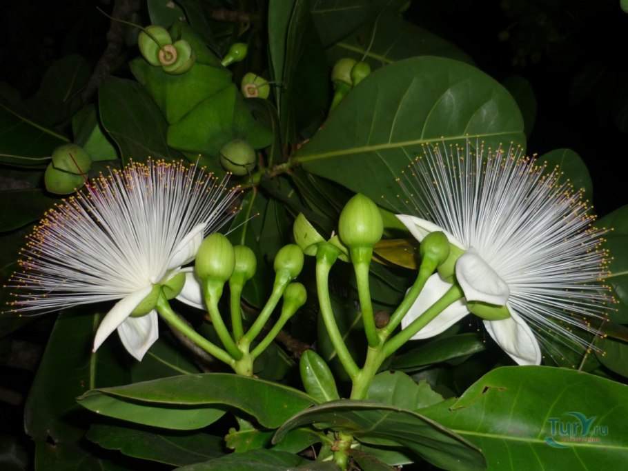 Аралия Шри Ланка цветы