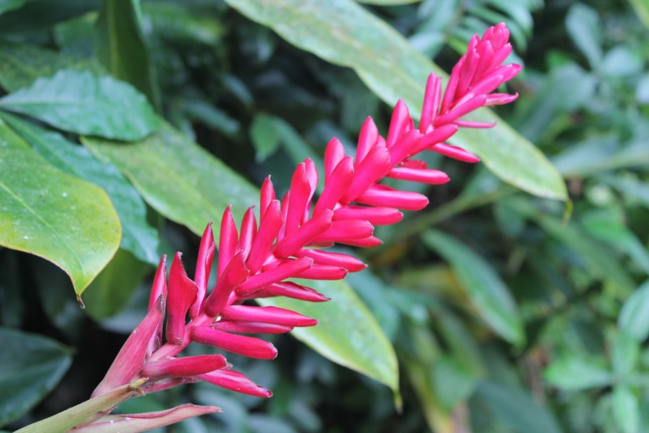 Кустарники Шри Ланки