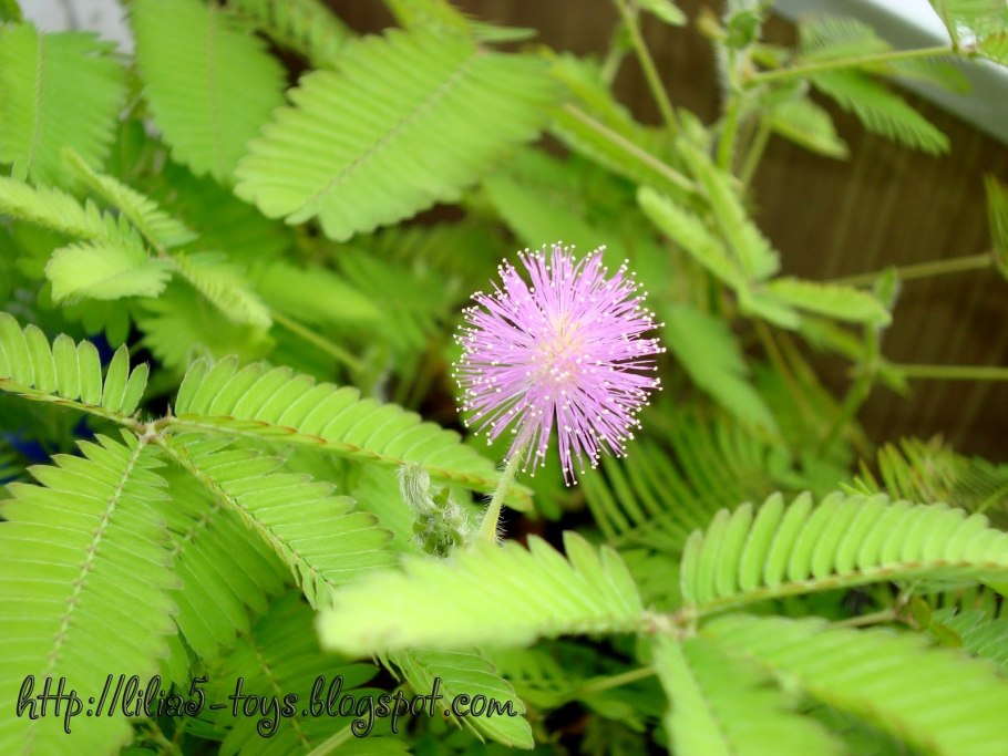 Мимоза стыдливая в Анапе
