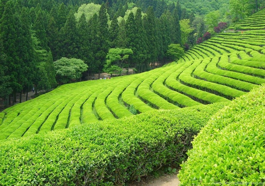 Чайные плантации Дарджилинга