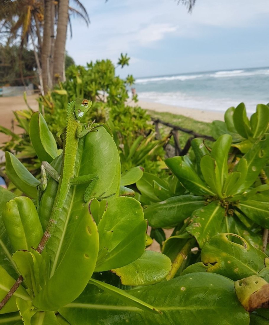 Цветы Шри Ланки