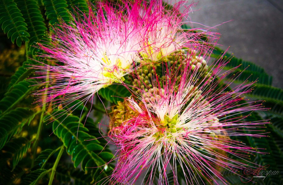 Альбиция Помпадур