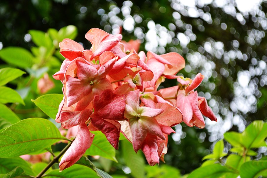 Цветущие кустарники Шри Ланки