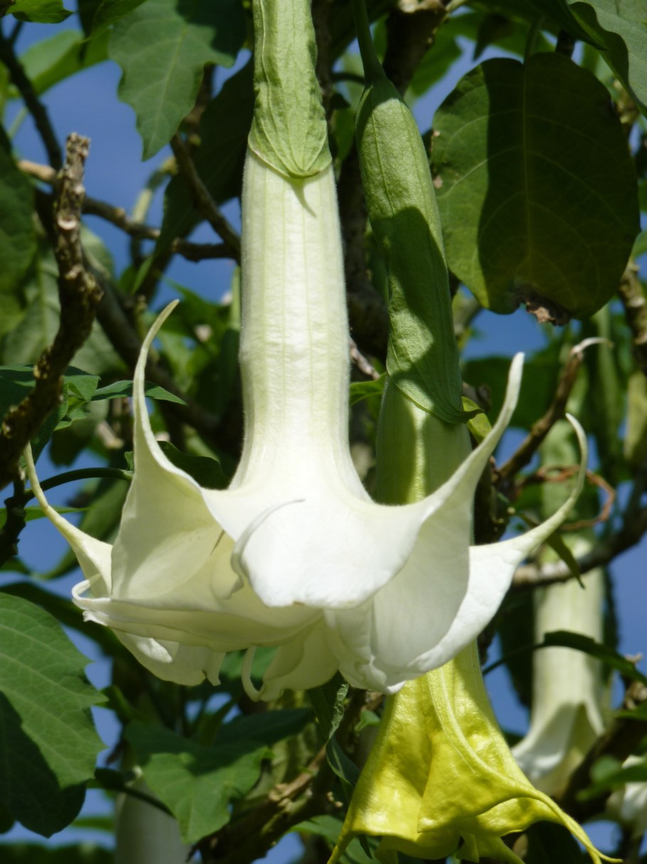 Ядовитые растения Шри Ланки