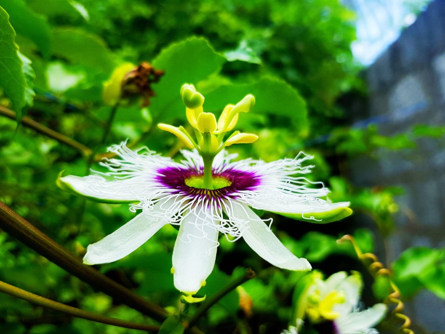 Экзотические растения Шри Ланки