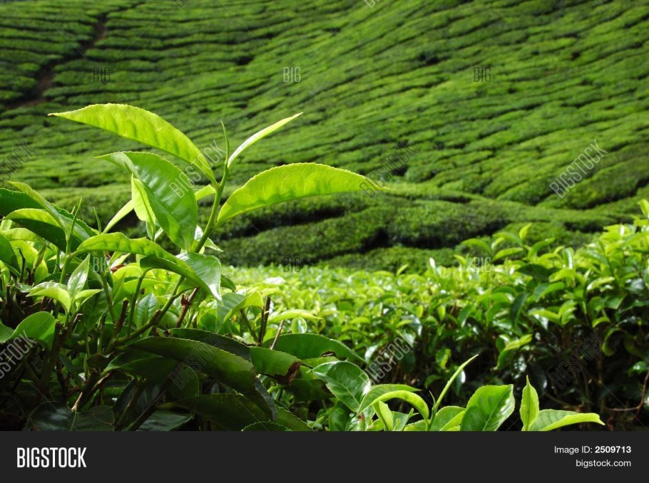 Чайный куст Цейлон