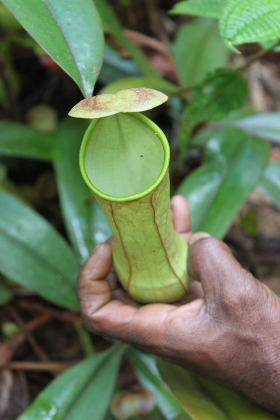 Nepenthes distillatoria