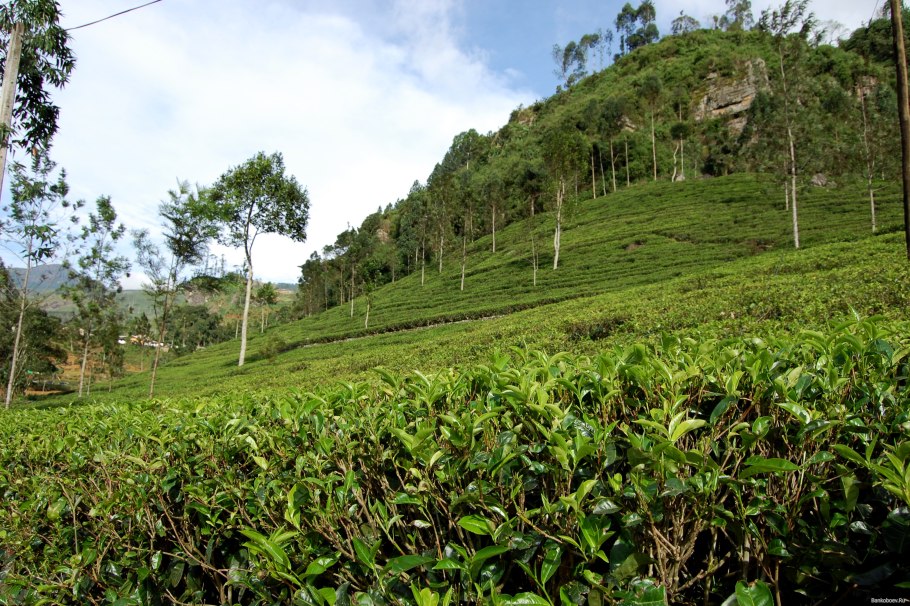 Шри Ланка жители фото