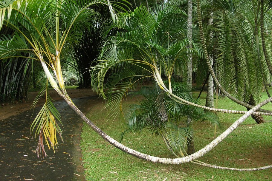 Национальное дерево Шри-Ланки