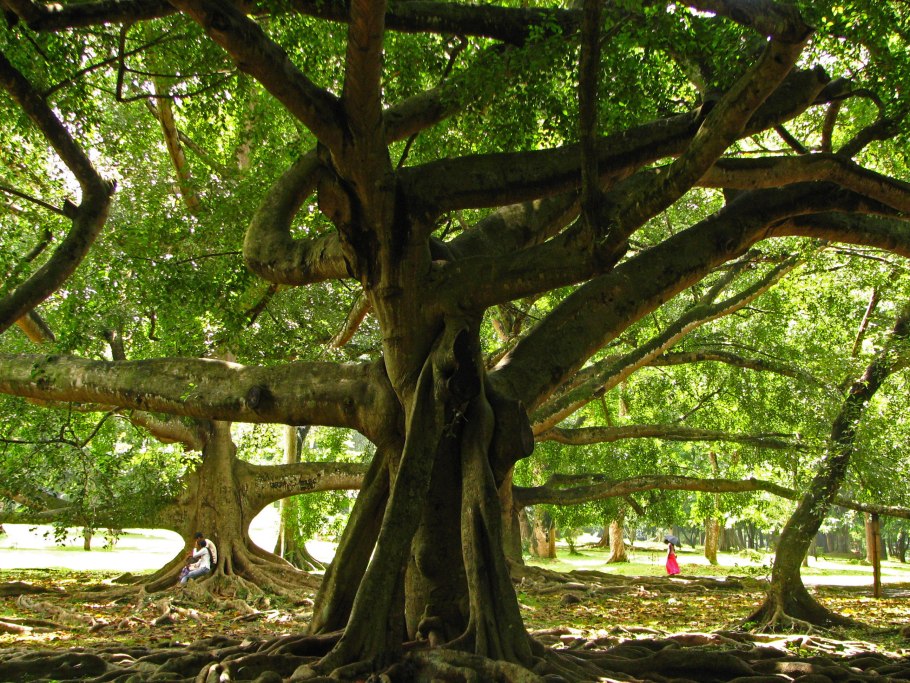 Хлебное дерево джекфрут