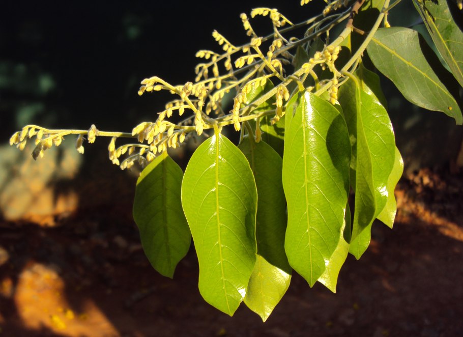 Ceiba parviflora