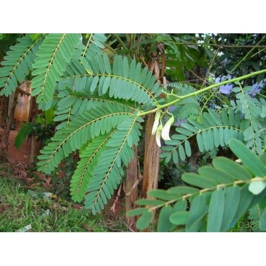 Дерево Эшиномене виргинская