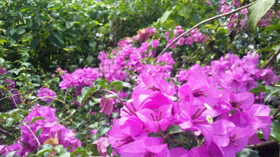 Шри Ланка цветы