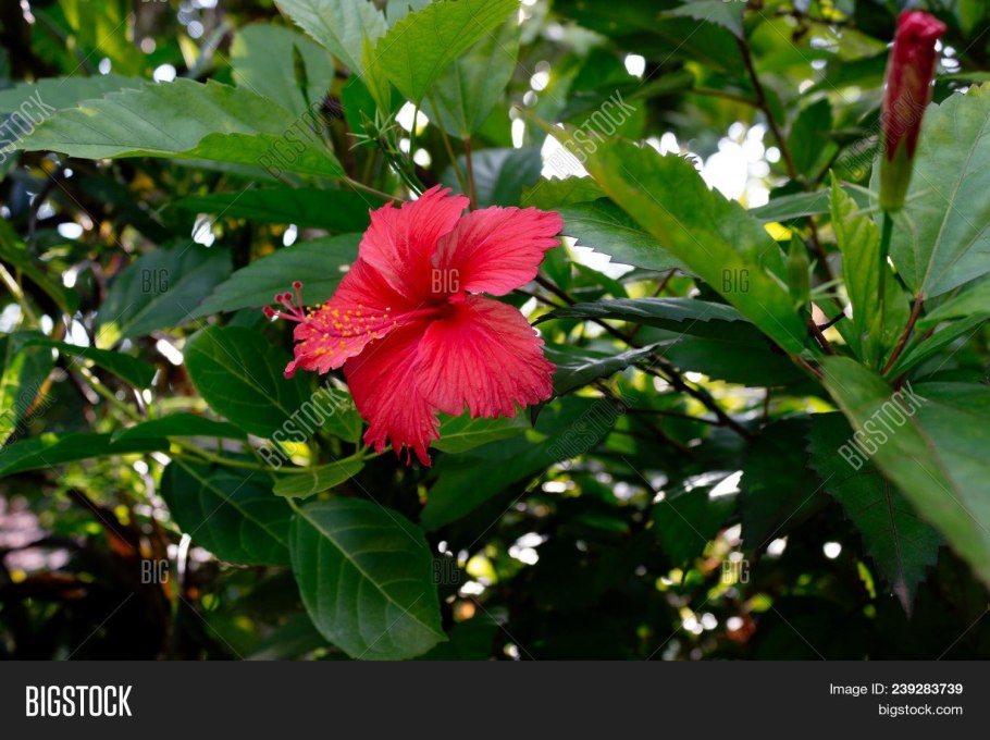 Гибискус Шри Ланка