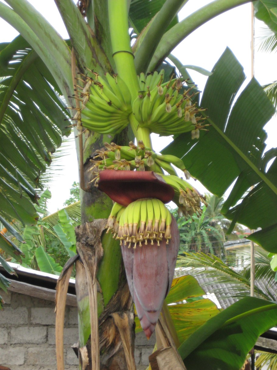 Бананы Шри Ланка