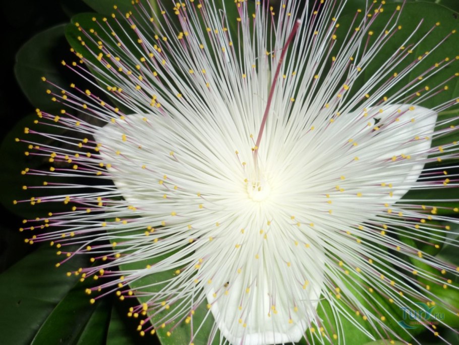 Цветы Шри Ланки