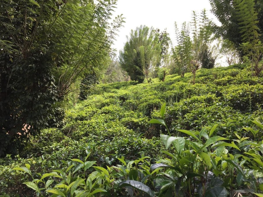 Растения улучшающие зрение на Шри Ланке