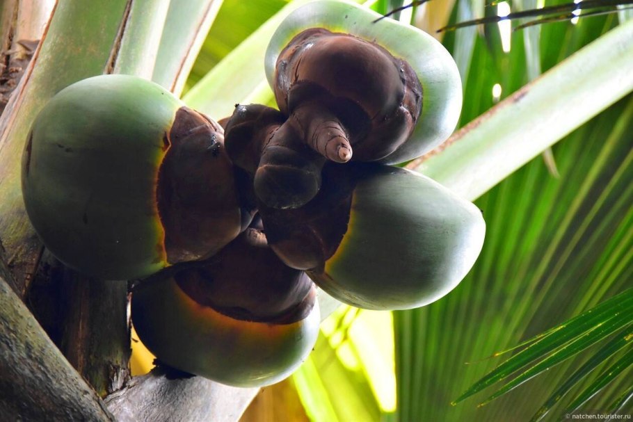 Праслин Сейшелы Коко-де-мер