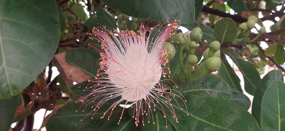 Экзотические растения Шри Ланки