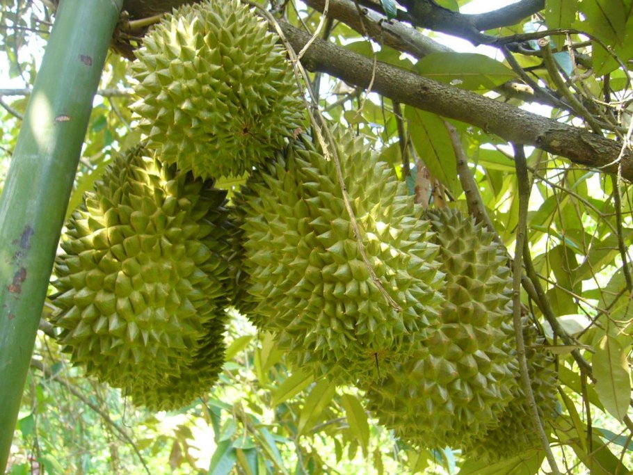 Шри Ланка фрукты дуриан
