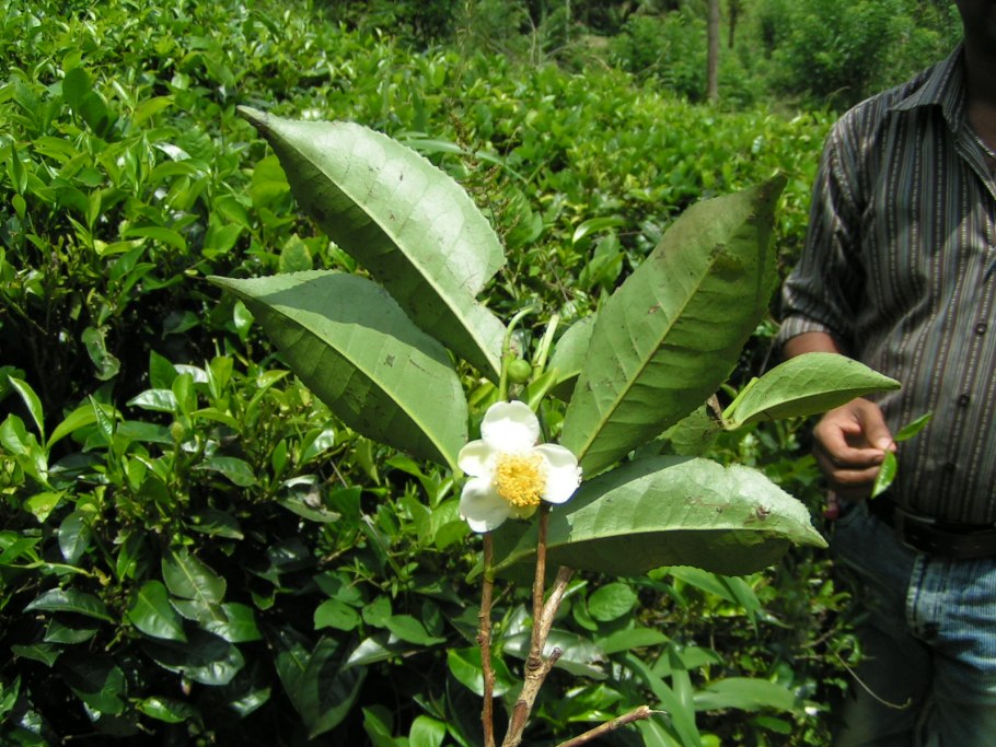 Tea Plant Шри Ланка