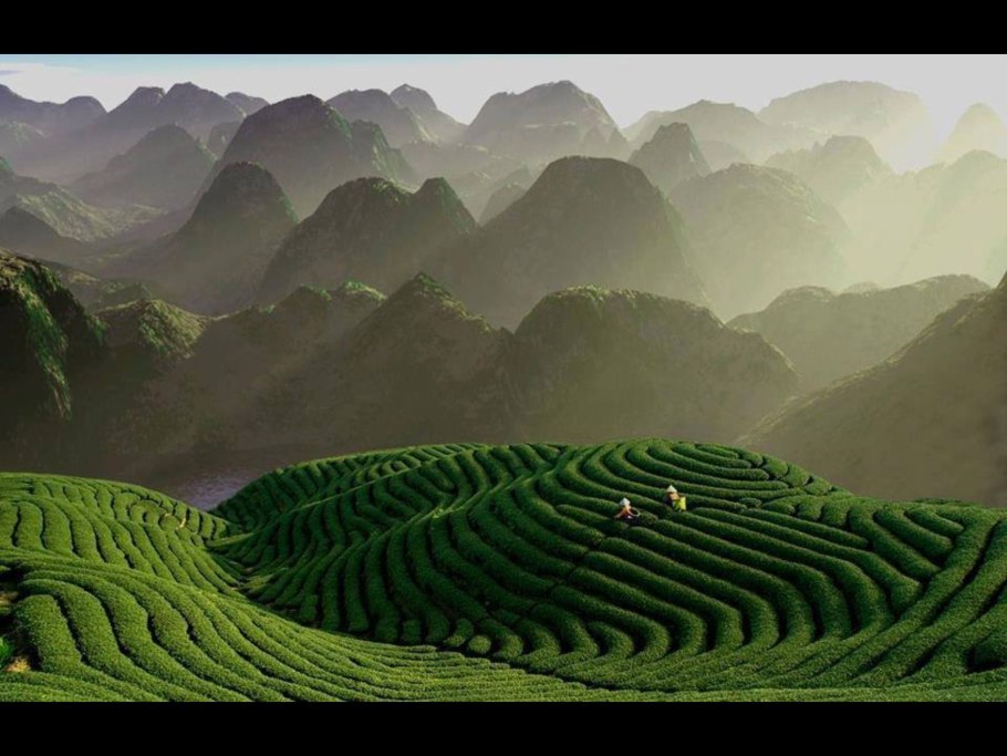 Юньнань чайные плантации