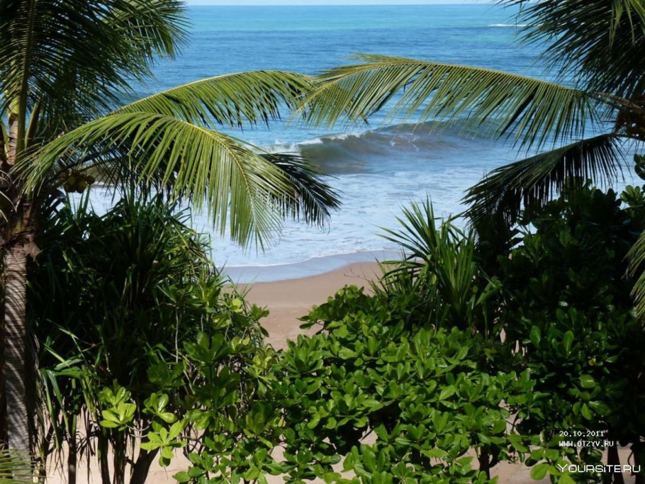 Шри Ланка растительный мир