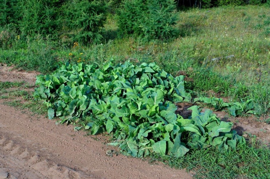 Хрен дачный