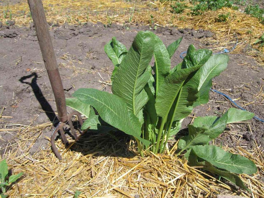 Хрен растение