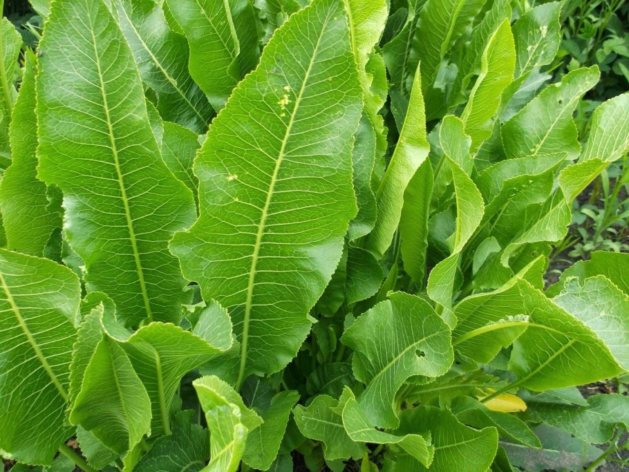 Armoracia Rusticana Gaertn