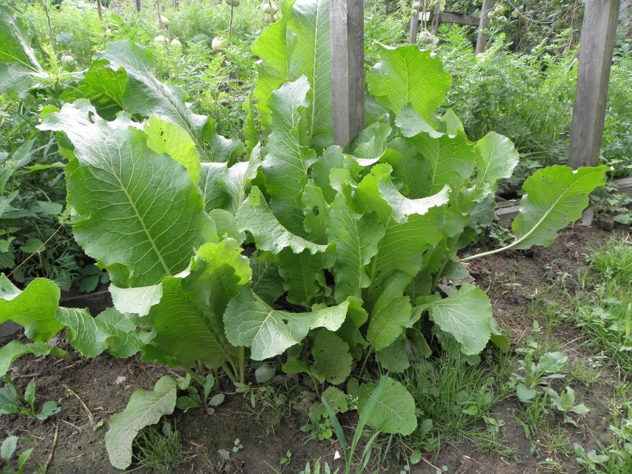 Хрен сорняк