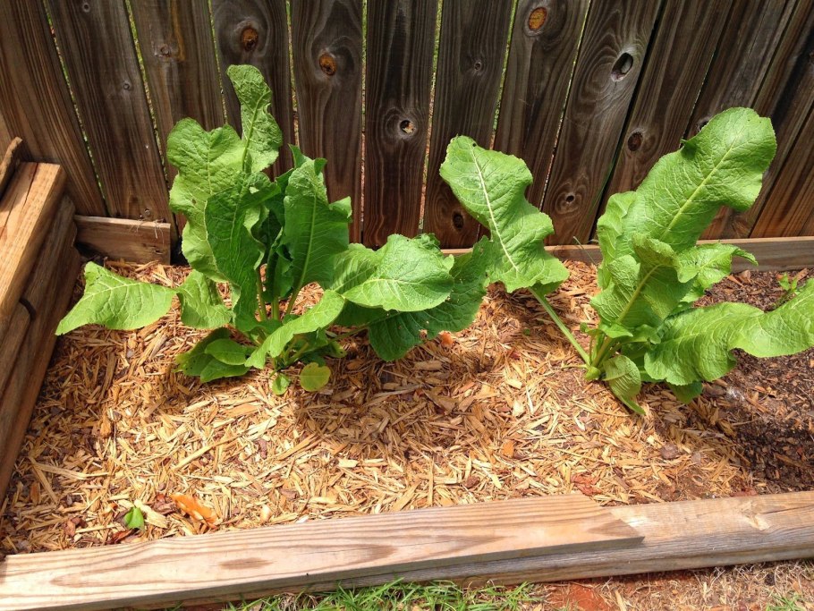 Хрен листья на грядке