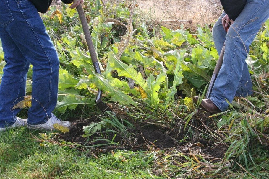 Хрен на участке