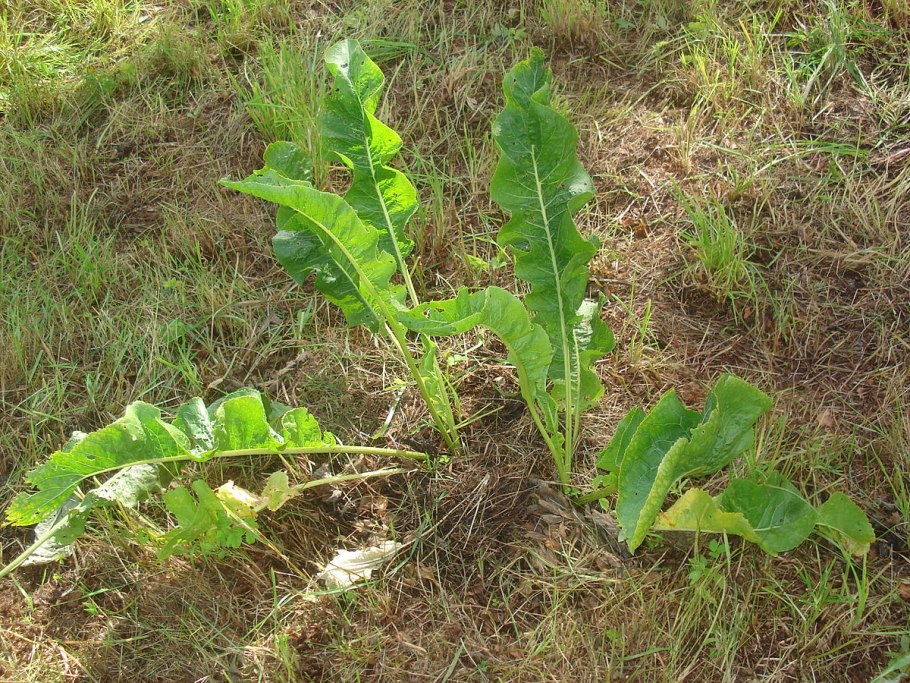 Листья хрена