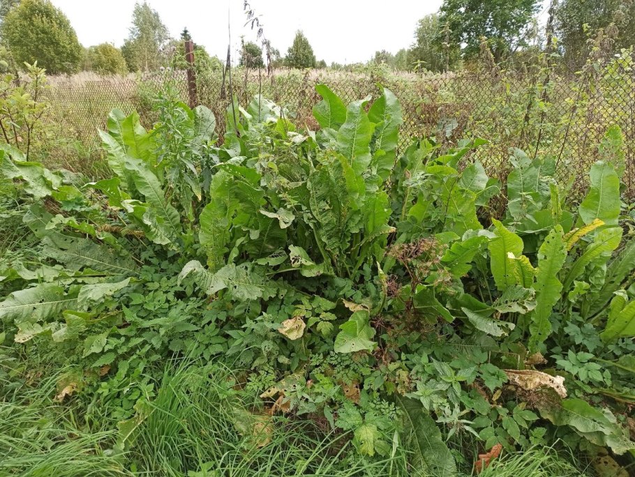 Хрен деревенский