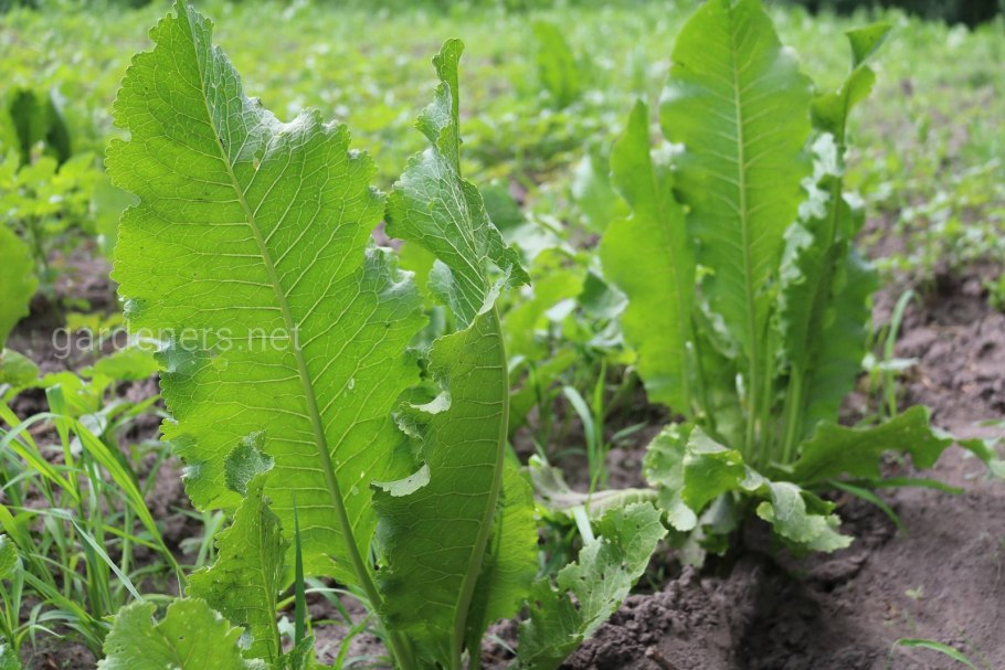 Листья молодого хрена