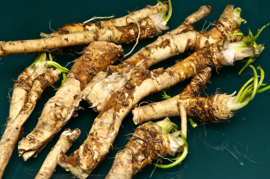 Хрен растение корень