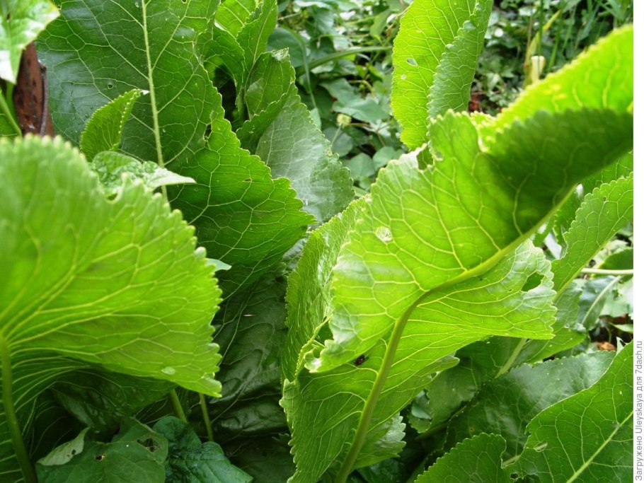 Листья хрена