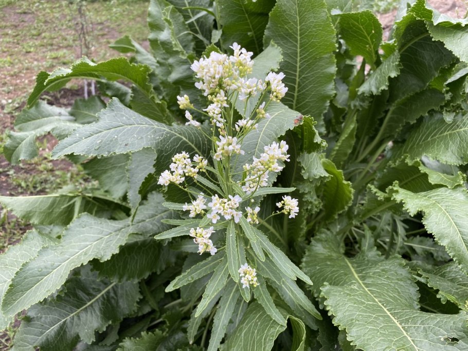 Хрен Валковский