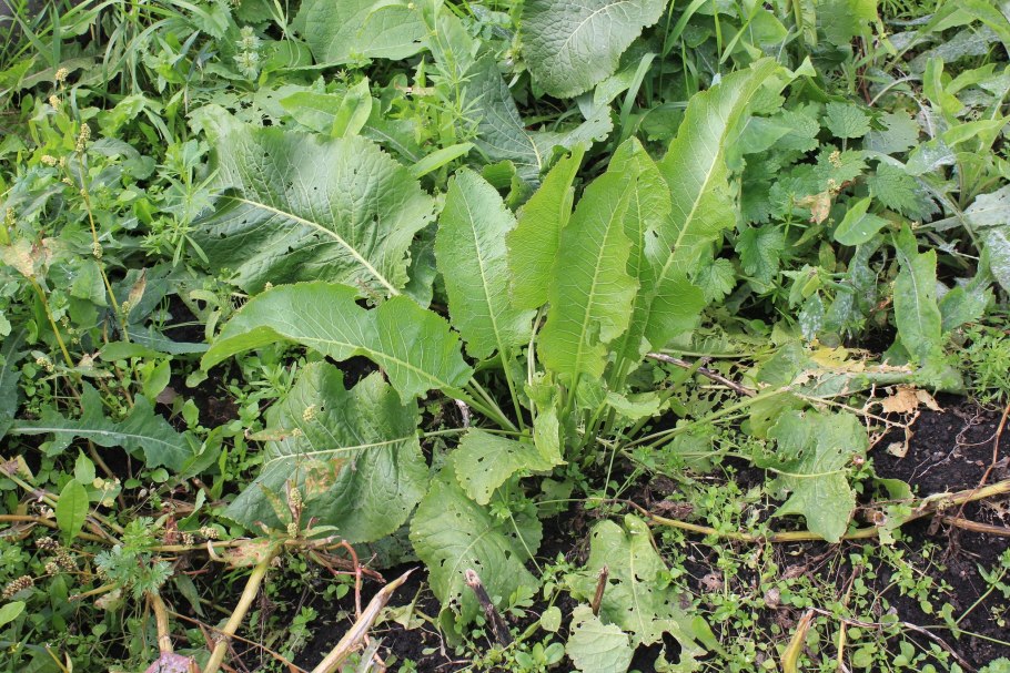 Хрен сорняк