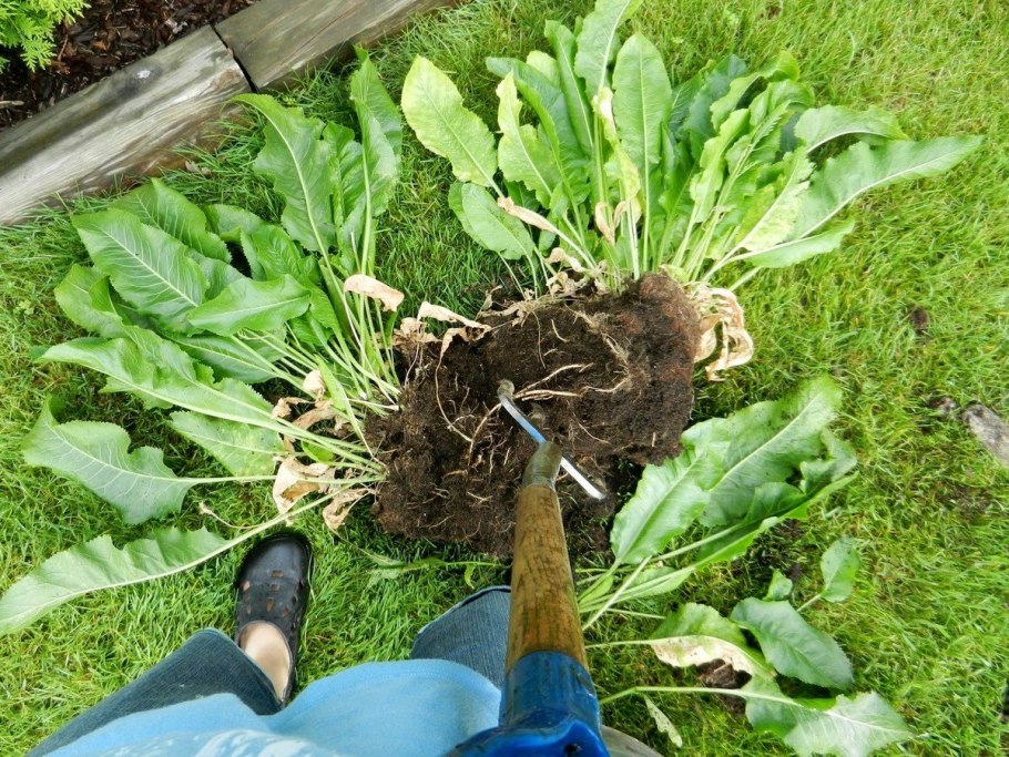 Хрен на клумбе